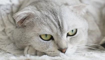 开云官网-英超冲刺季：悬念持续升温，魅力无限！，英超集锦2021