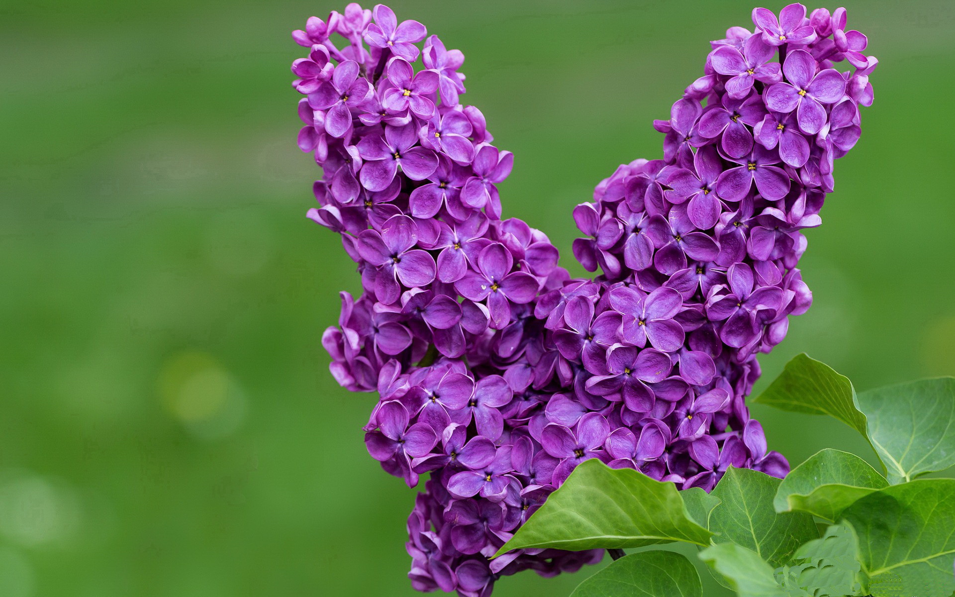 乔·莫伊:全黑队关键比赛中的“终结者”,一击制胜