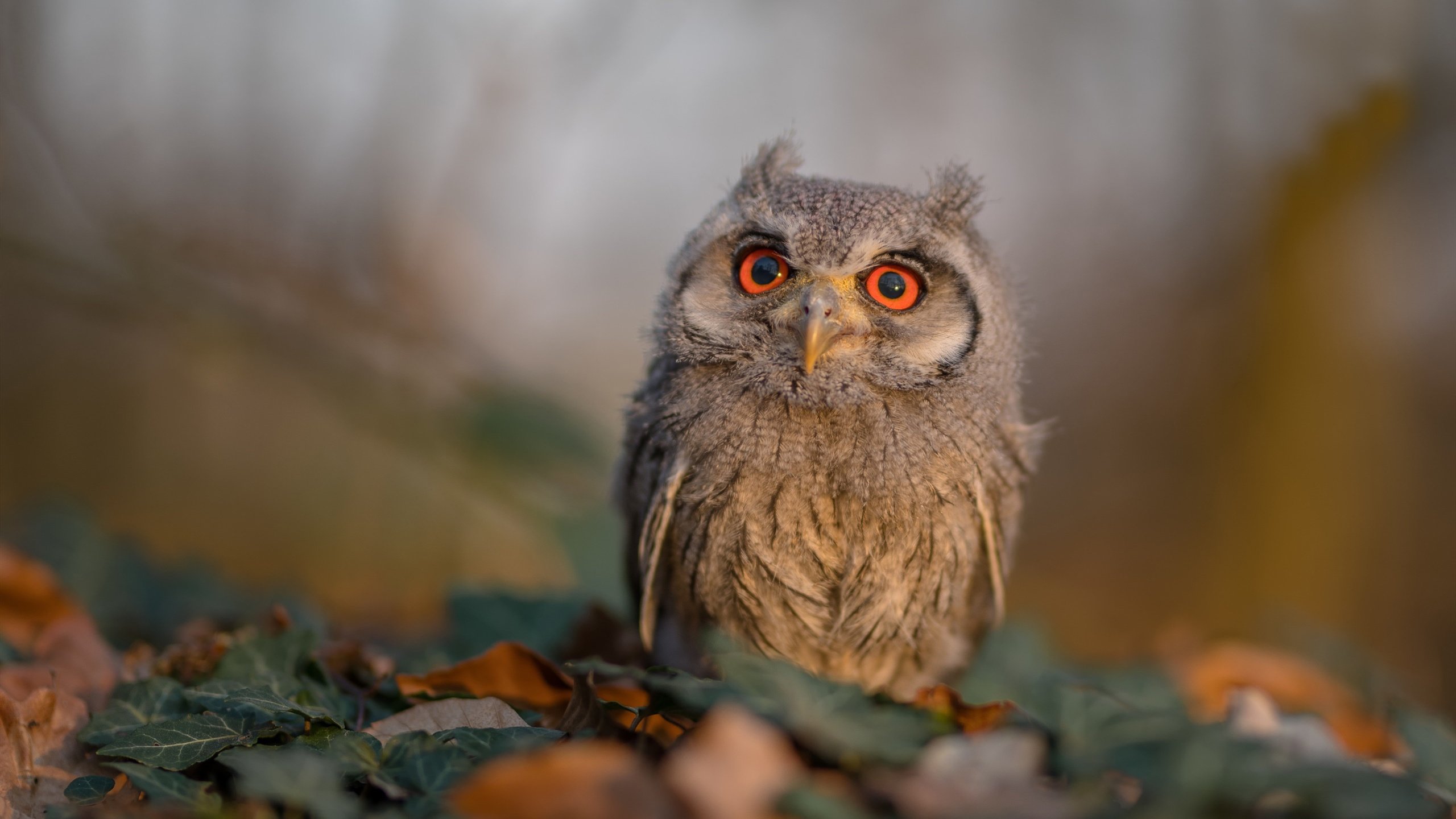 奇才通过快节奏掌控上半场主动权，奇才通过快节奏掌控上半场主动权的球员