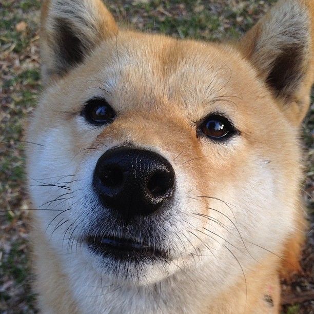 柯洁迎来挑战围棋冠军赛,柯洁围棋什么水平知乎